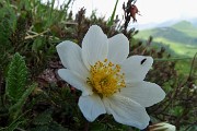 02 Camedrio alpino (Dryas octopetala) 